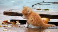 pic for Small Orange Kitten In Rain 